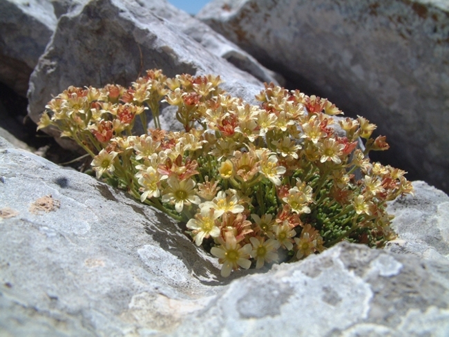 Saxifraga exarata subsp. ampullacea /  Sassifraga del Gran Sasso